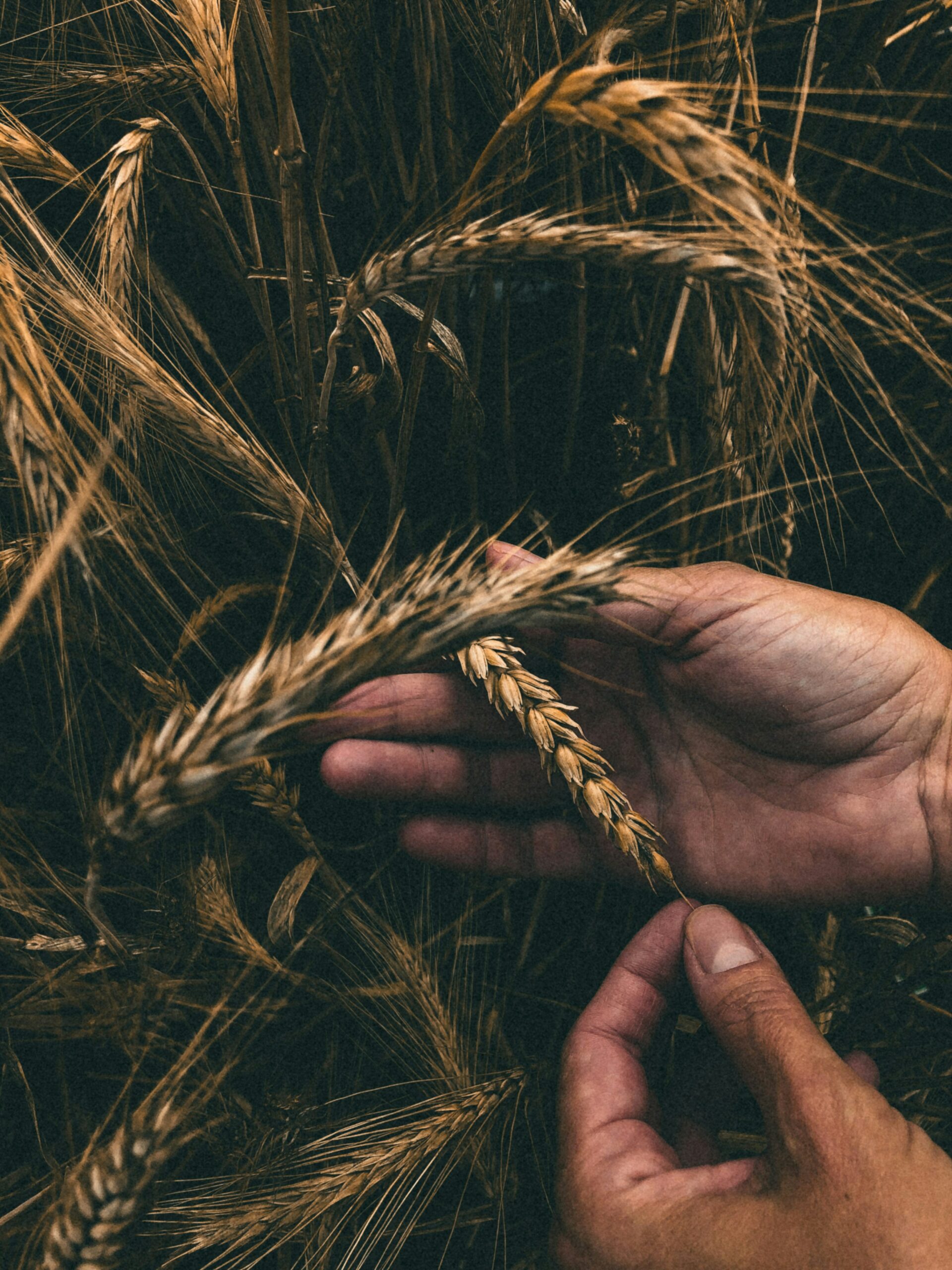 nadiia-vynar-5pTD-Y0xoZk-unsplash